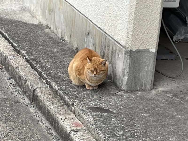 阿多田島の猫