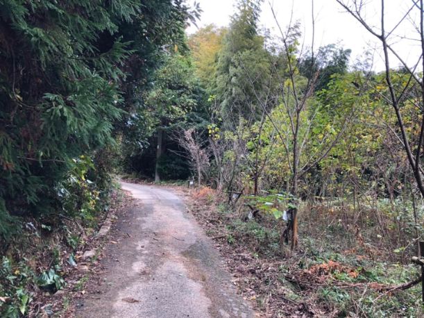 阿多田島の山中