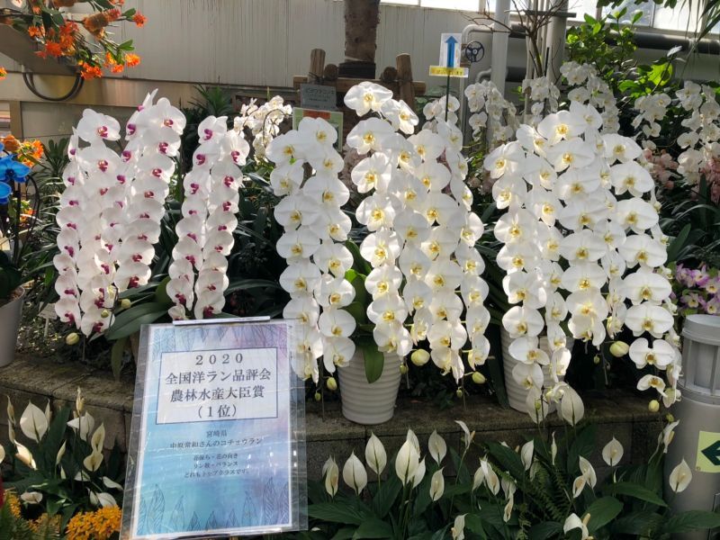 胡蝶蘭2020年農林水産大臣賞