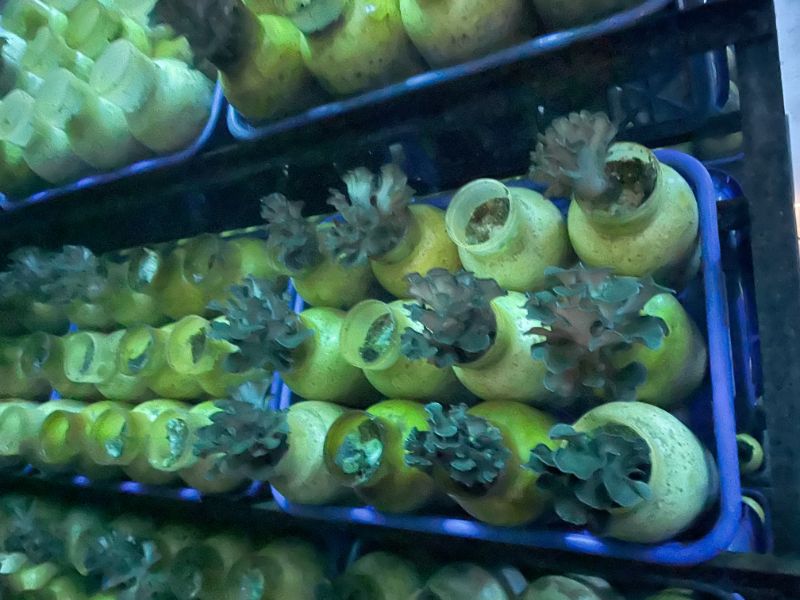 入野まいたけセンター