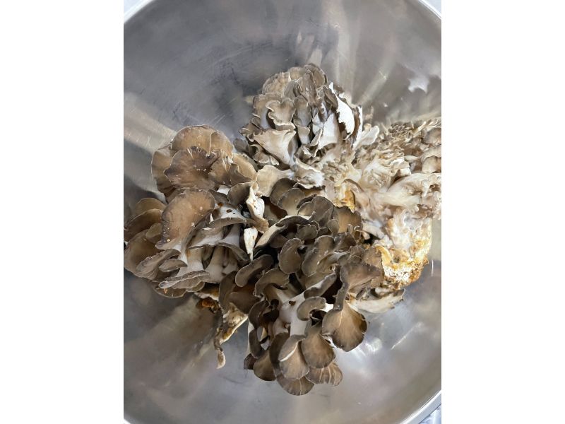 入野きのこセンター